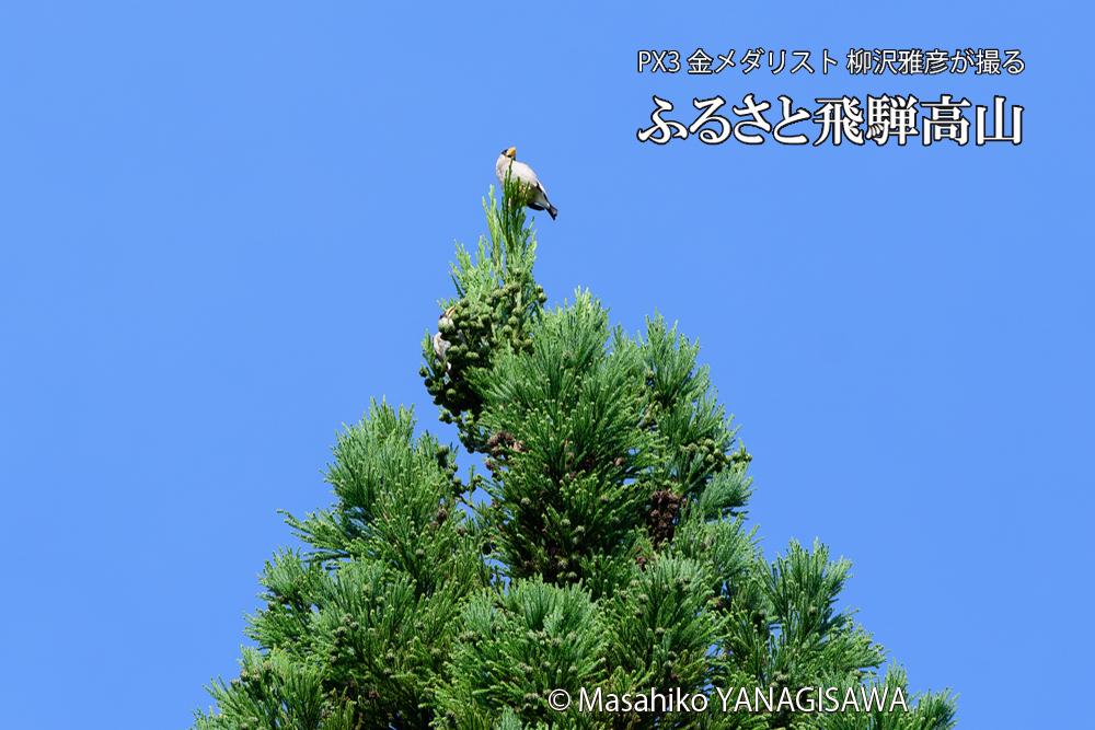 飛騨高山に棲むイカルの写真です。