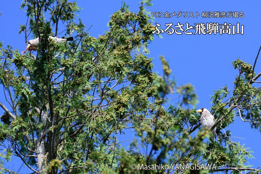 飛騨高山に棲むイカルの写真です。
