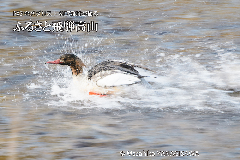 飛騨高山に棲むカワアイサ雄のエクリプスの写真です。