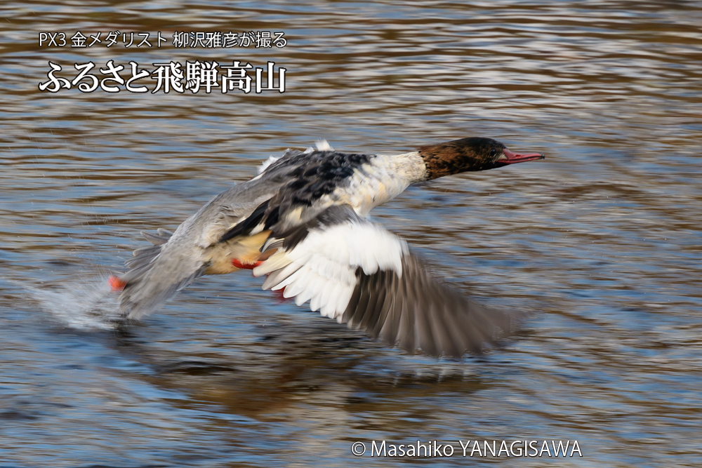 飛騨高山に棲むカワアイサ雄のエクリプスの写真です。