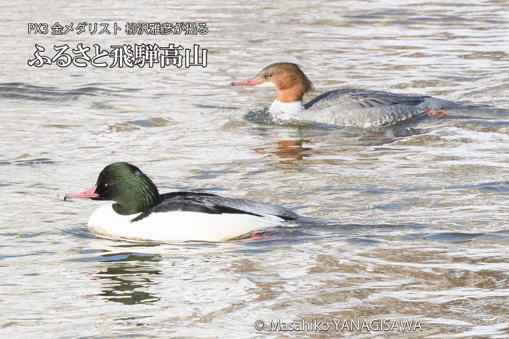 飛騨高山に棲むカワアイサの雄と雌の写真です。