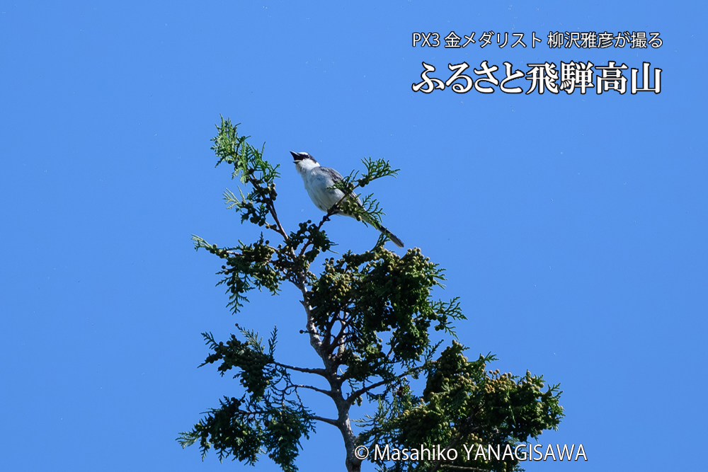 飛騨高山に棲むサンショウクイの写真です。