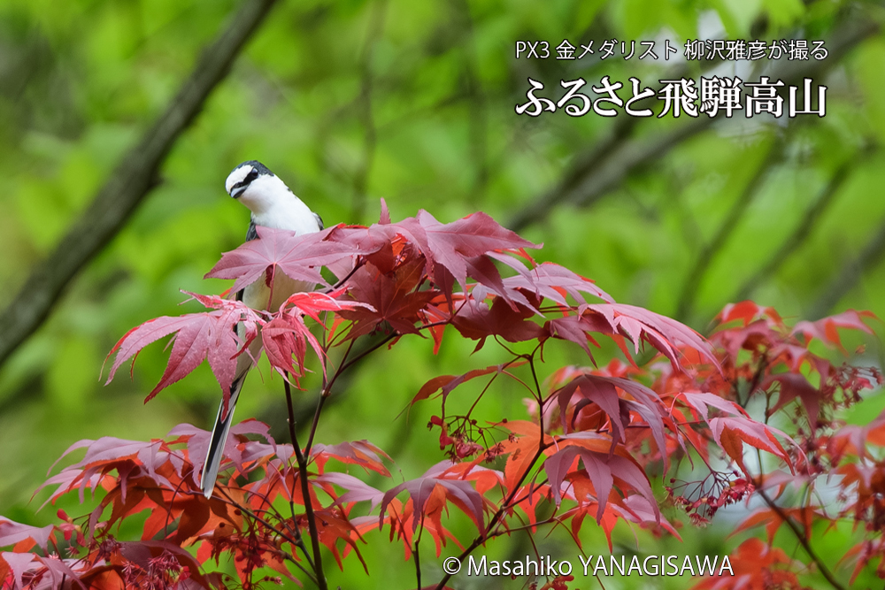 飛騨高山に棲むサンショウクイの写真です。