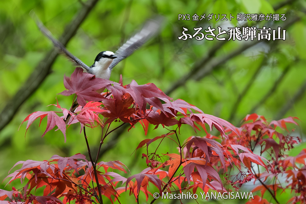 飛騨高山に棲むサンショウクイの写真です。
