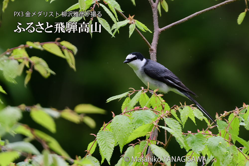 飛騨高山に棲むサンショウクイの写真です。