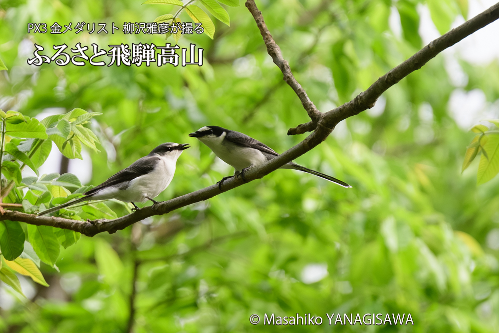飛騨高山に棲むサンショウクイの写真です。