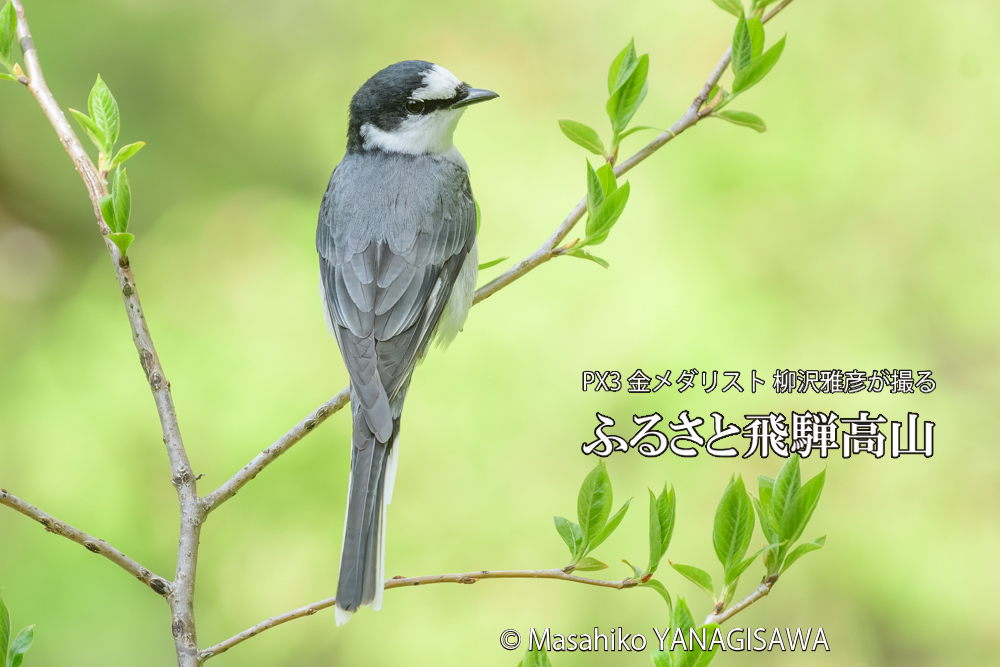 飛騨高山に棲むサンショウクイの写真です。