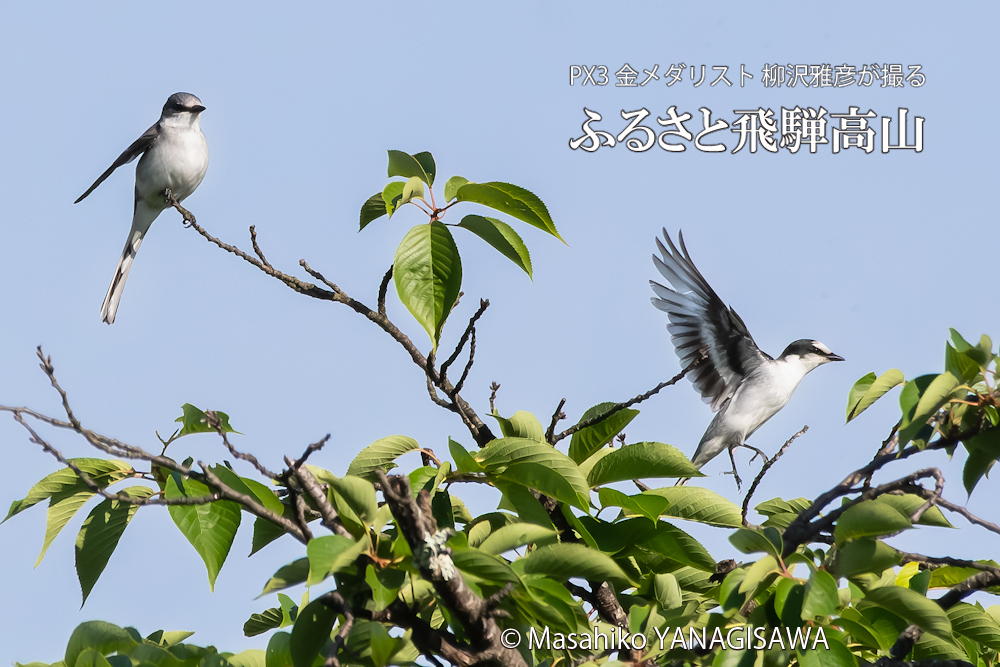 飛騨高山に棲むサンショウクイの写真です。