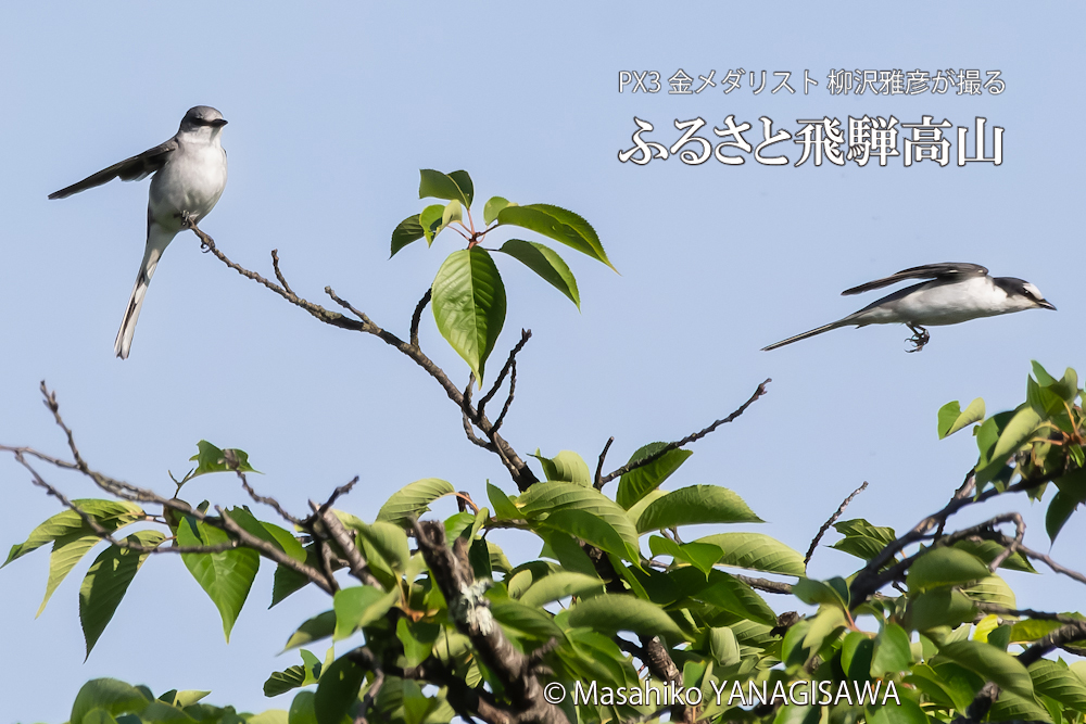 飛騨高山に棲むサンショウクイの写真です。