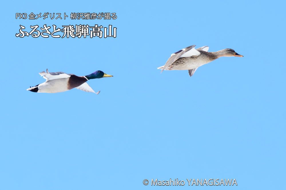 飛騨高山に棲むマガモの写真です。