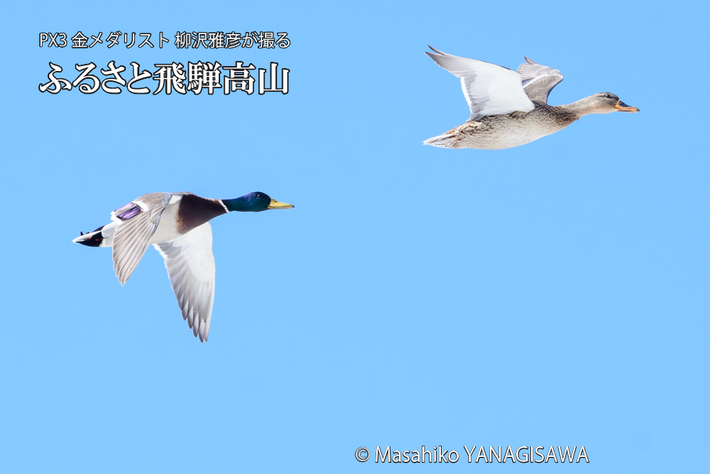 飛騨高山に棲むマガモの写真です。