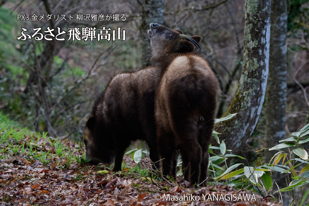 飛騨高山に棲むニホンカモシカの写真です。