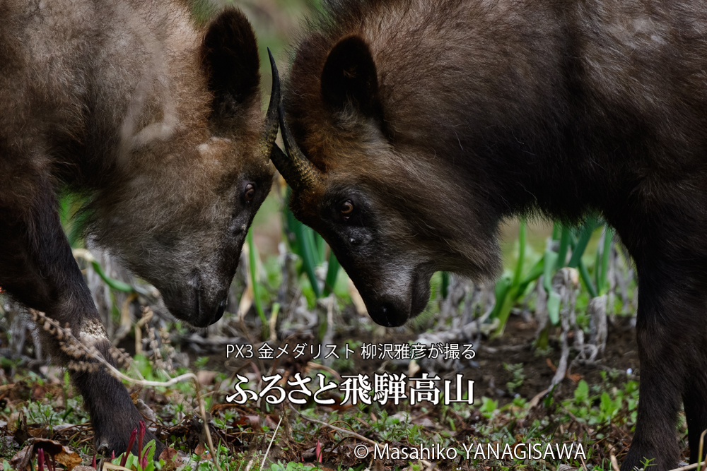 飛騨高山に棲むニホンカモシカの写真です。