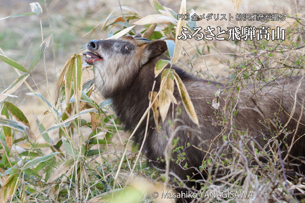 飛騨高山に棲むニホンカモシカの写真です。