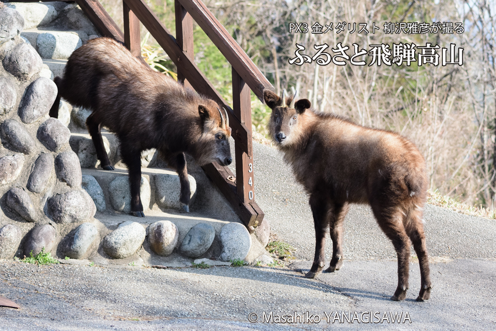 飛騨高山に棲むニホンカモシカの写真です。