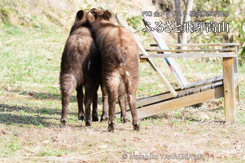 飛騨高山に棲むニホンカモシカの写真です。