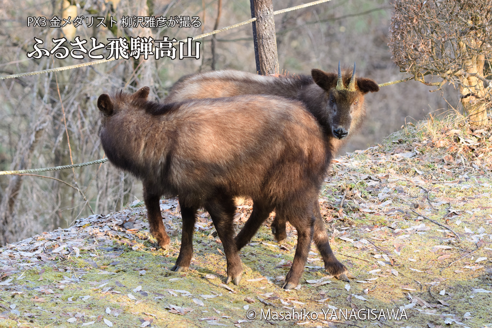 飛騨高山に棲むニホンカモシカの写真です。