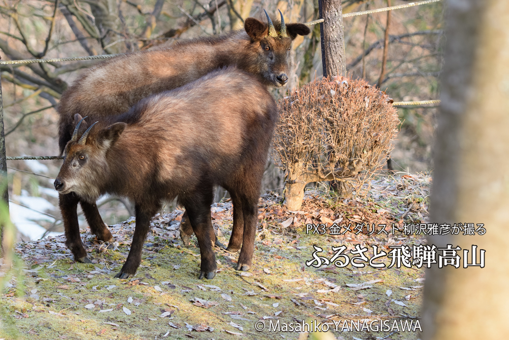 飛騨高山に棲むニホンカモシカの写真です。