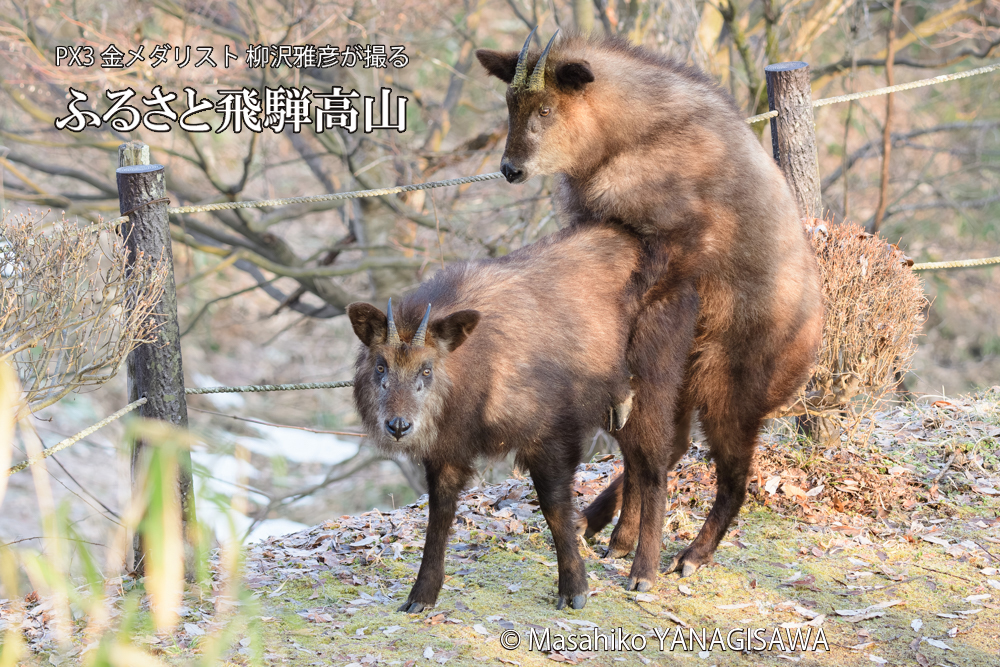 飛騨高山に棲むニホンカモシカの写真です。