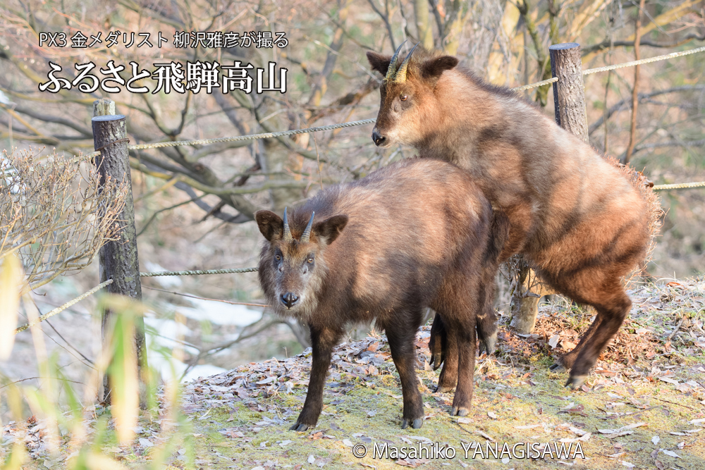 飛騨高山に棲むニホンカモシカの写真です。
