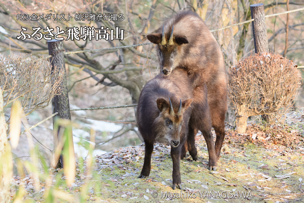 飛騨高山に棲むニホンカモシカの写真です。