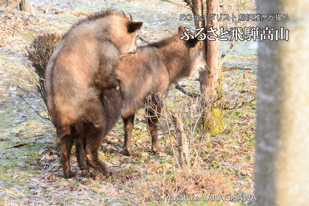 飛騨高山に棲むニホンカモシカの写真です。