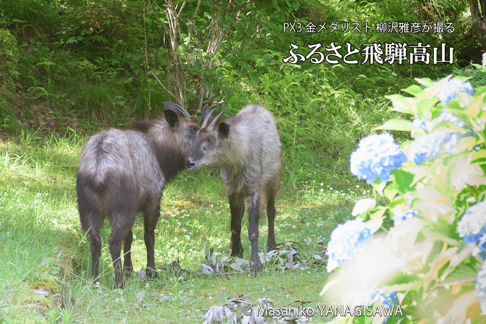 飛騨高山に棲むニホンカモシカの写真です。