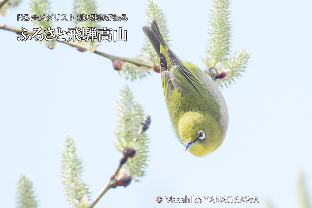 飛騨高山に棲むメジロの写真です。