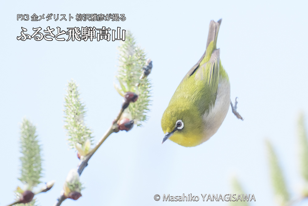 飛騨高山に棲むメジロの写真です。