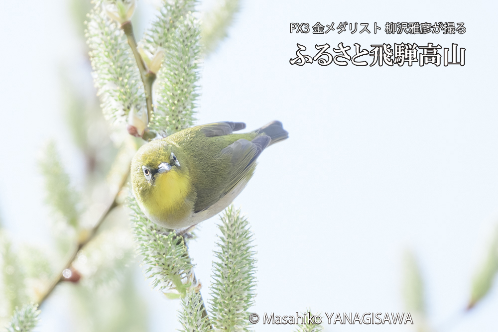 飛騨高山に棲むメジロの写真です。