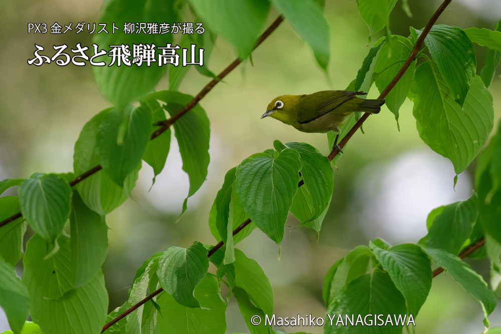 飛騨高山に棲むメジロの写真です。