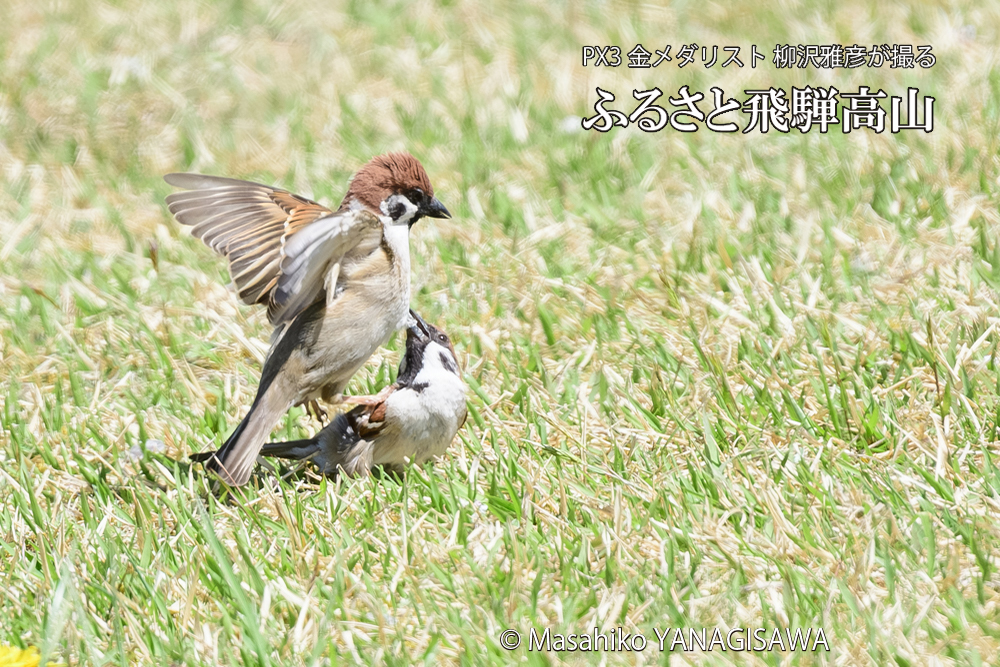 飛騨高山に棲むスズメの写真です。