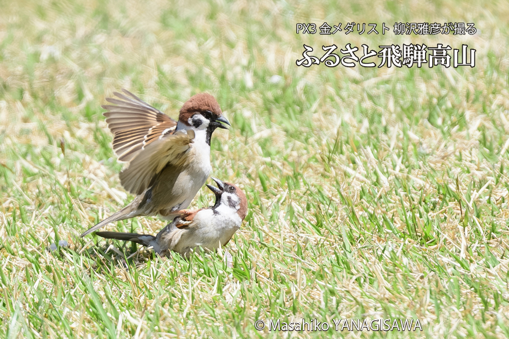 飛騨高山に棲むスズメの写真です。