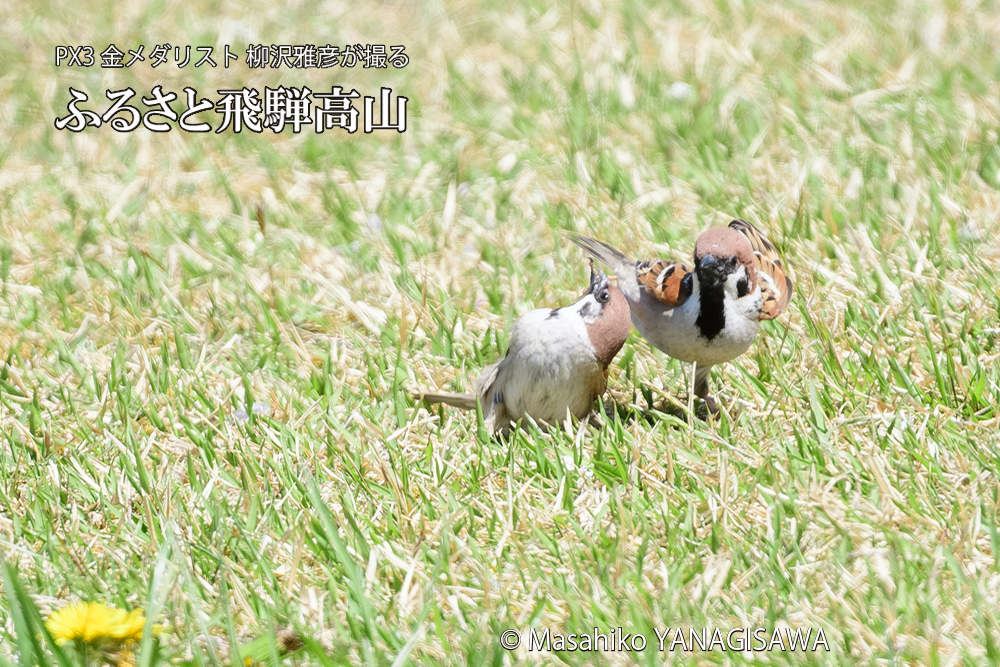 飛騨高山に棲むスズメの写真です。