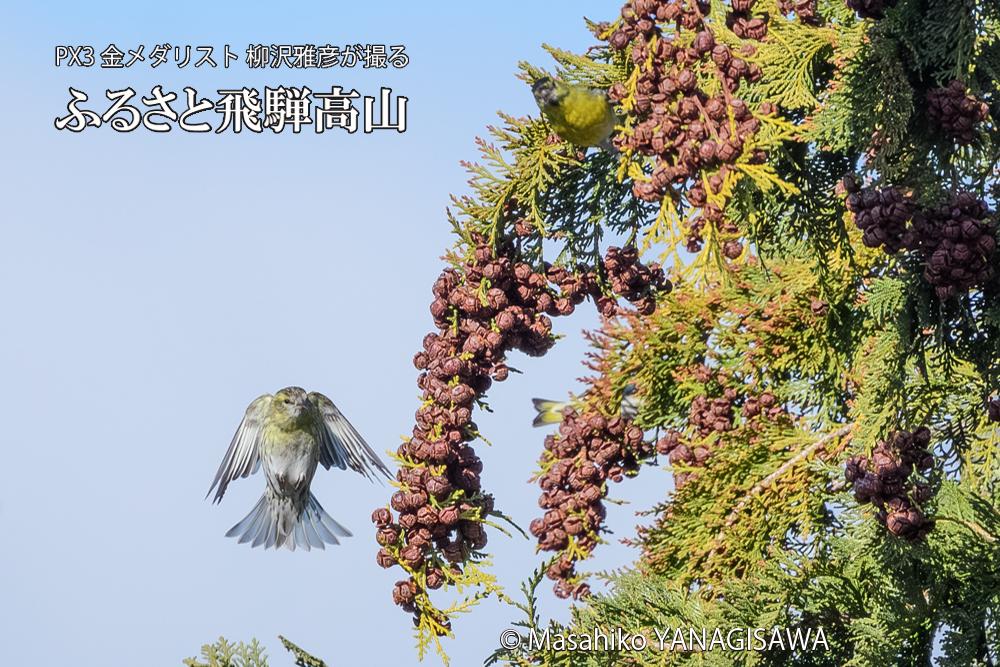 飛騨高山に棲むマヒワの写真です。