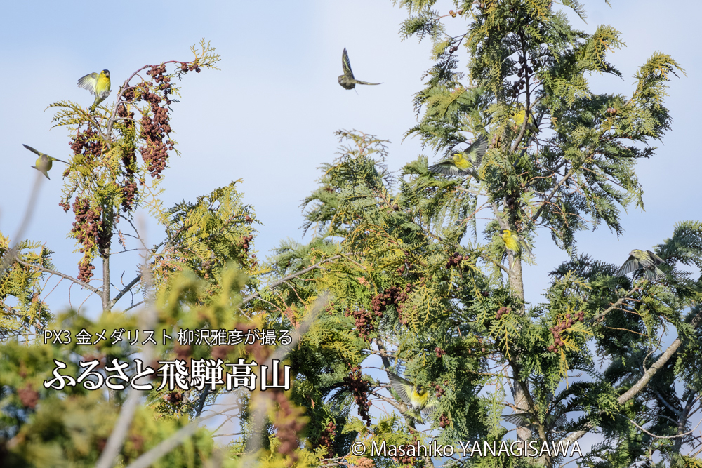 飛騨高山に棲むマヒワの写真です。