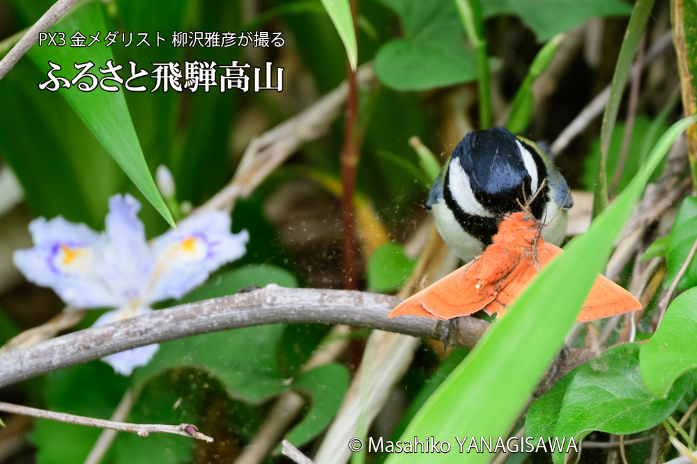飛騨高山に棲むシジュウカラの写真です。