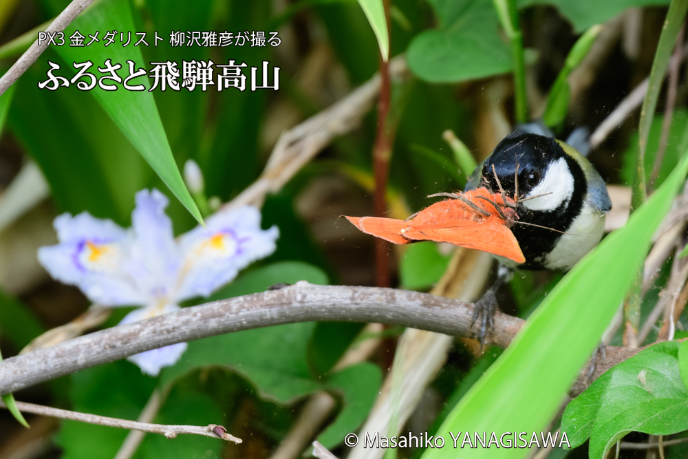 飛騨高山に棲むシジュウカラの写真です。