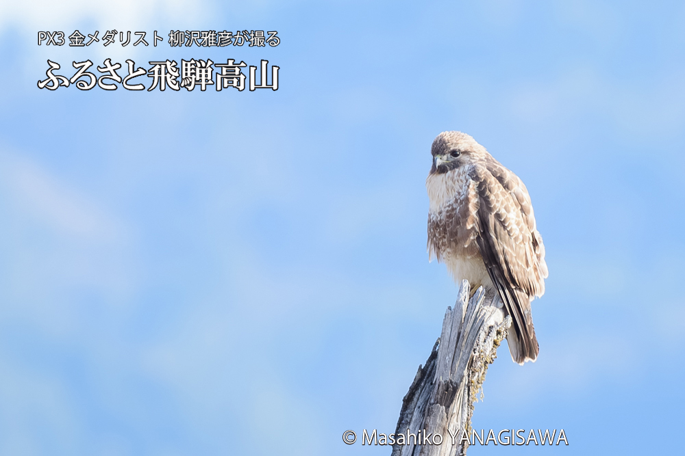 飛騨高山に棲むノスリの写真です。