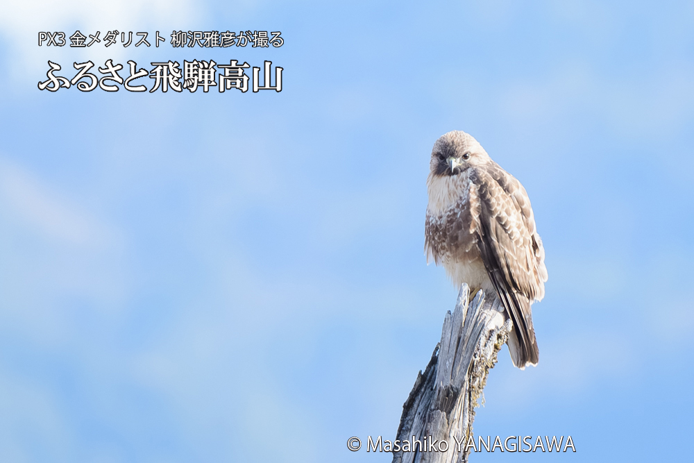 飛騨高山に棲むノスリの写真です。