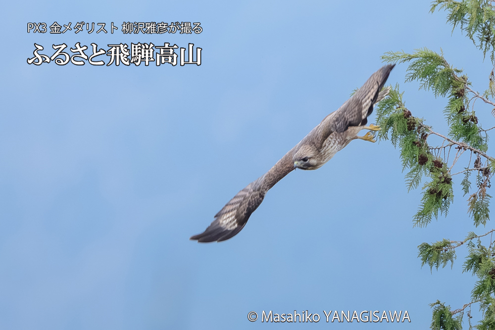 飛騨高山に棲むノスリの写真です。