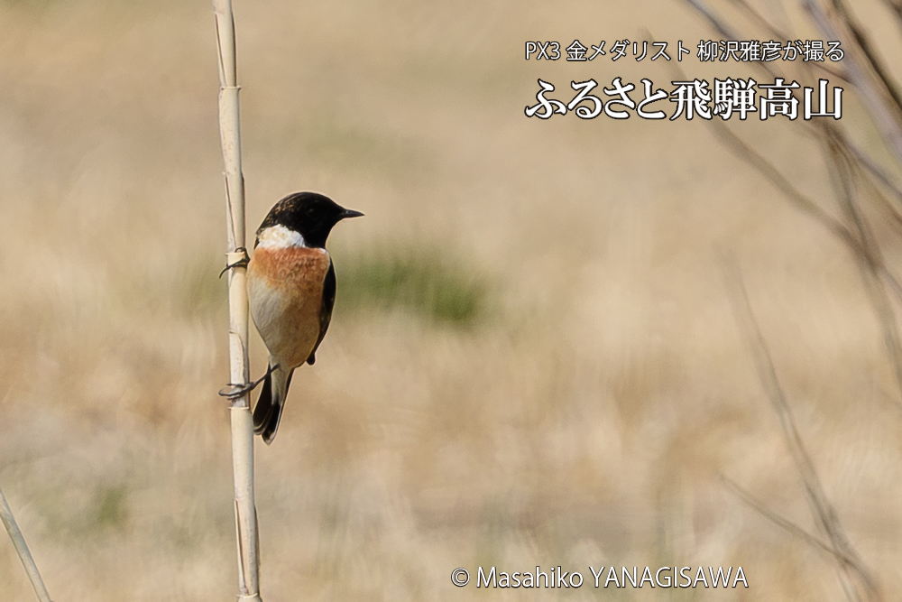 飛騨高山に棲むノビタキの写真です。