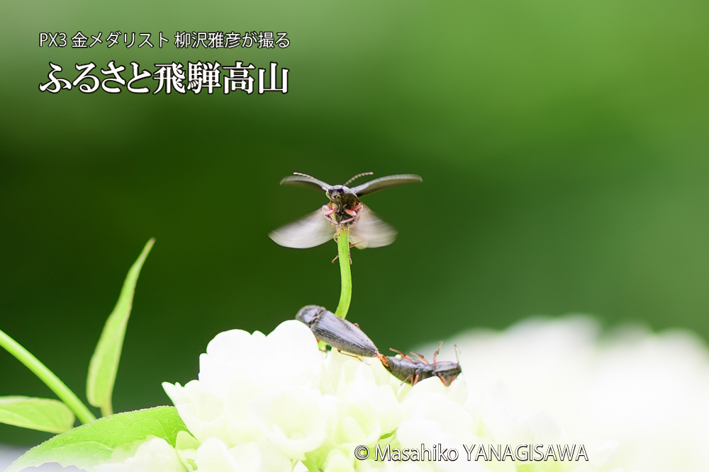 飛騨高山に棲むコメツキムシの写真です。