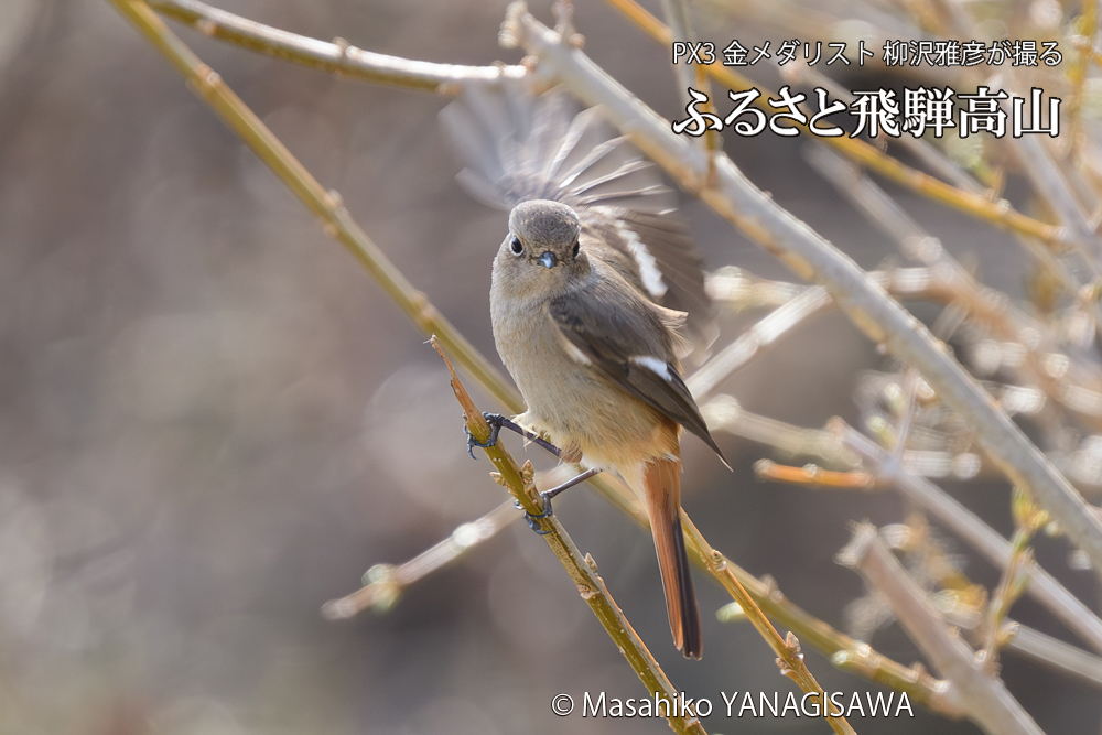 飛騨高山に棲むジョウビタキ雌の写真です。