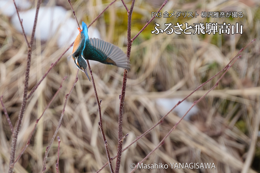 飛騨高山に棲むカワセミの写真です。