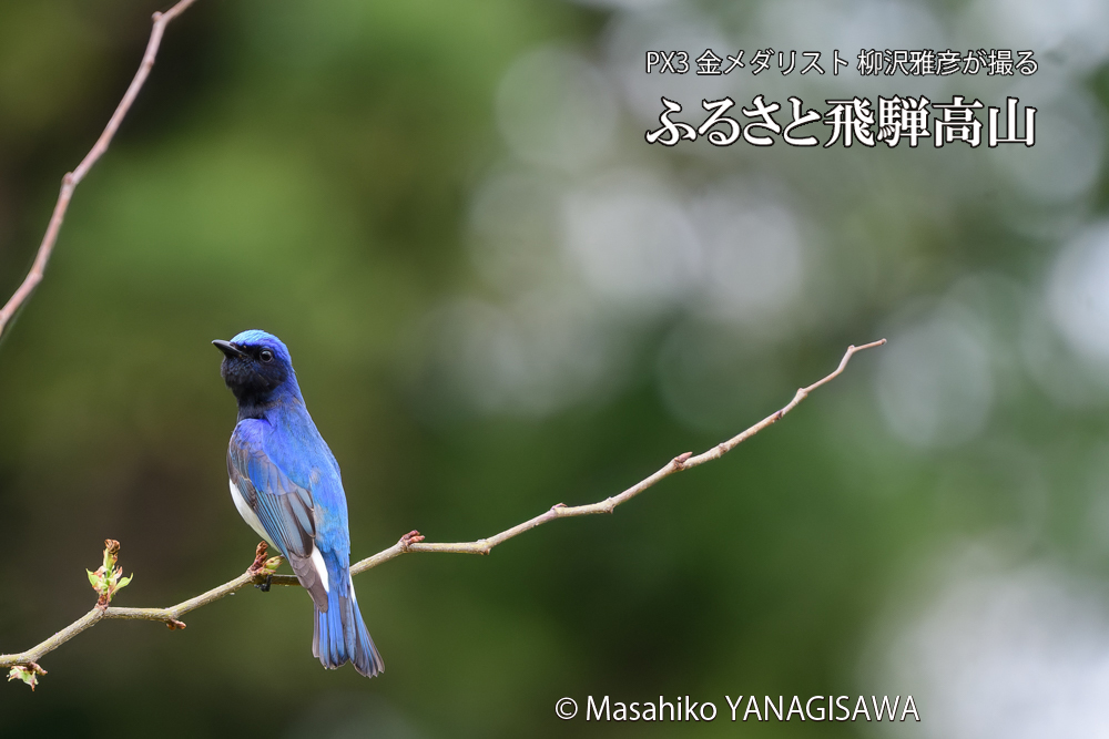 飛騨高山に棲むオオルリの写真です。
