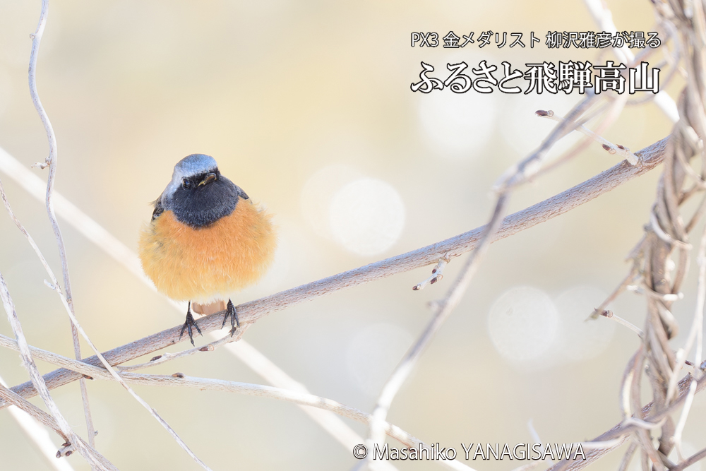 飛騨高山に棲むジョウビタキ雄の写真です。