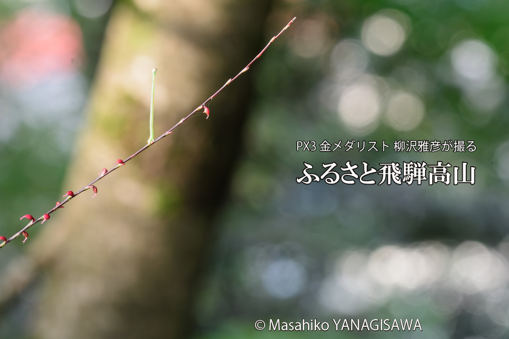 飛騨高山に棲むシャクトリムシの写真です。