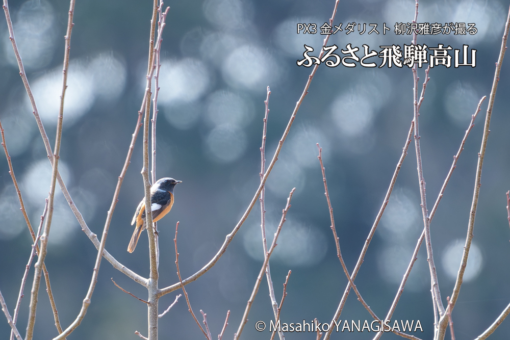 飛騨高山に棲むジョウビタキ雄の写真です。