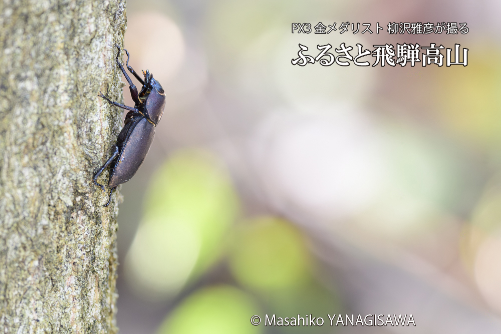 飛騨高山に棲むコクワガタの写真です。